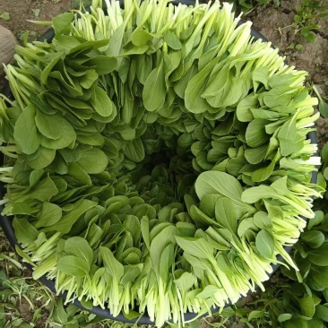 精品鸡毛菜