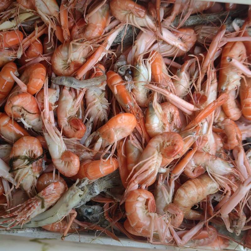 活虾加工，质量精品