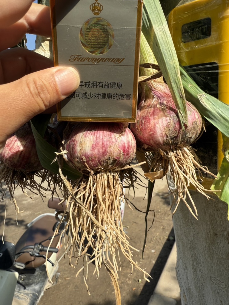 河南中牟紫皮大蒜把子蒜产地直销，保质保量！支持全国发货！