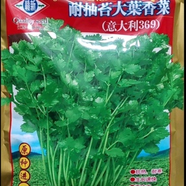 进口耐热香菜种子香味浓基地专用