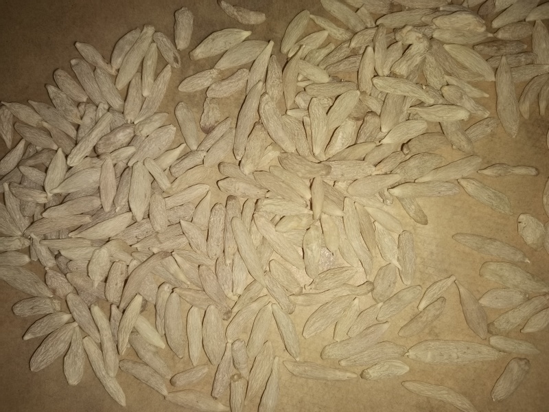 25版生态麦冬包过检
