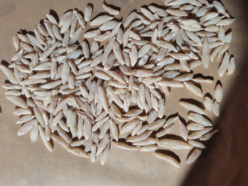 25版生态麦冬包过检