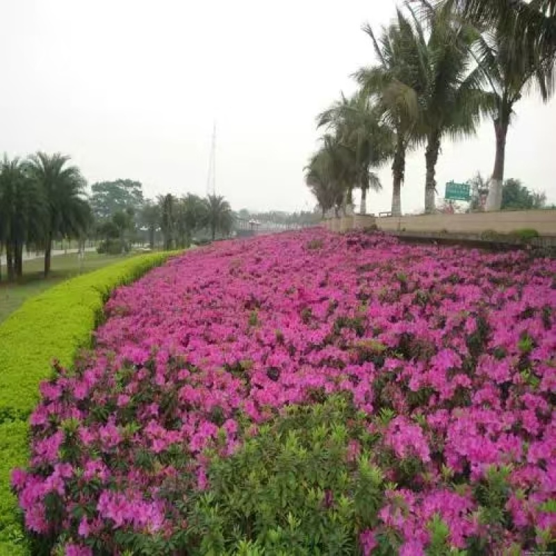 杜鹃花，绿化苗木，产地一手货源，量大优惠，可视频看货