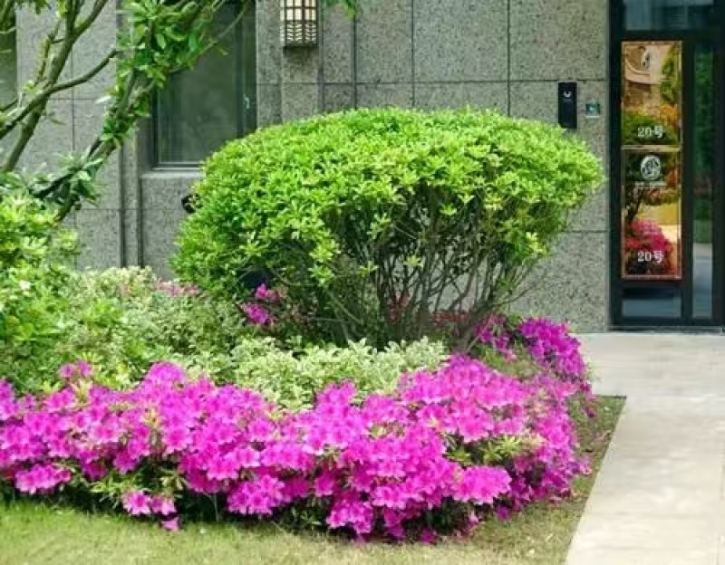 杜鹃花，绿化苗木，产地一手货源，量大优惠，可视频看货