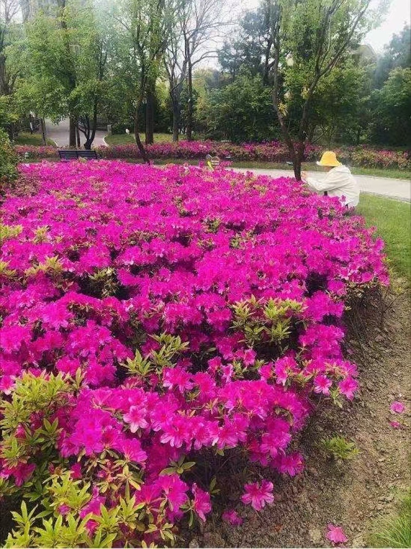 杜鹃花，绿化苗木，产地一手货源，量大优惠，可视频看货