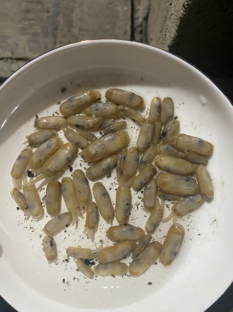 云霄蛏子