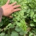 小叶香菜