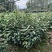 油茶苗基地批发保质保量杯苗成活率高