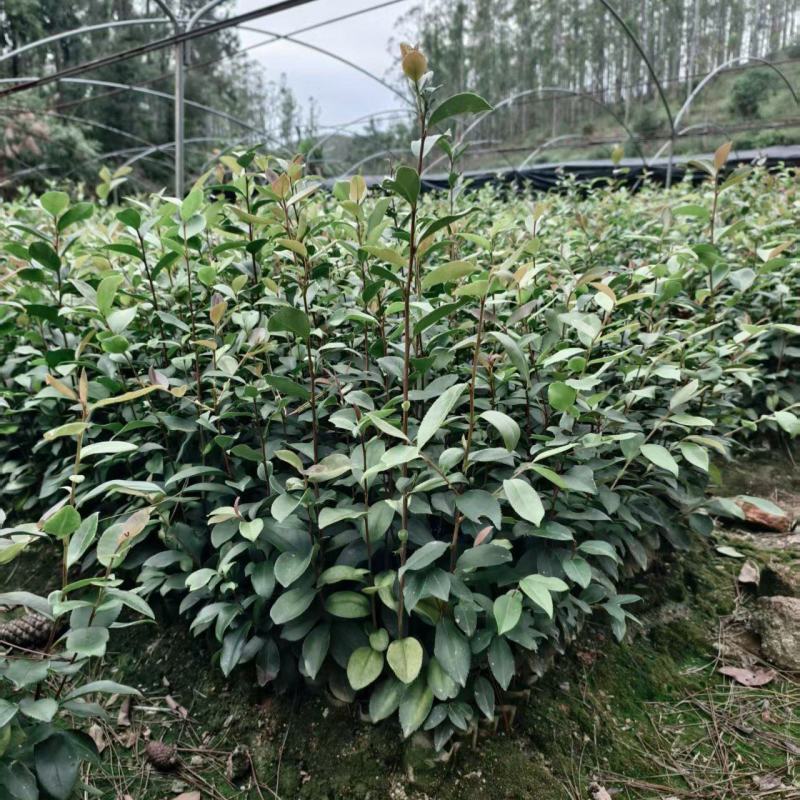 油茶苗基地批发保质保量杯苗成活率高