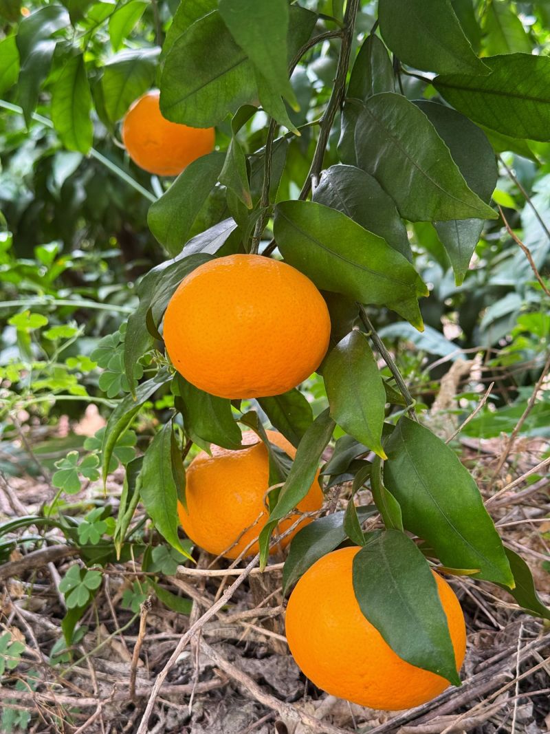 云南沃柑