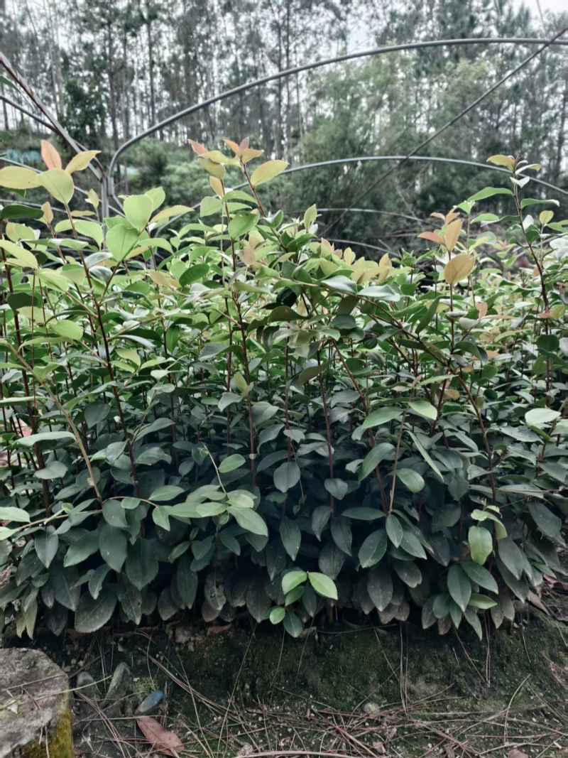 油茶苗基地批发保质保量杯苗成活率高