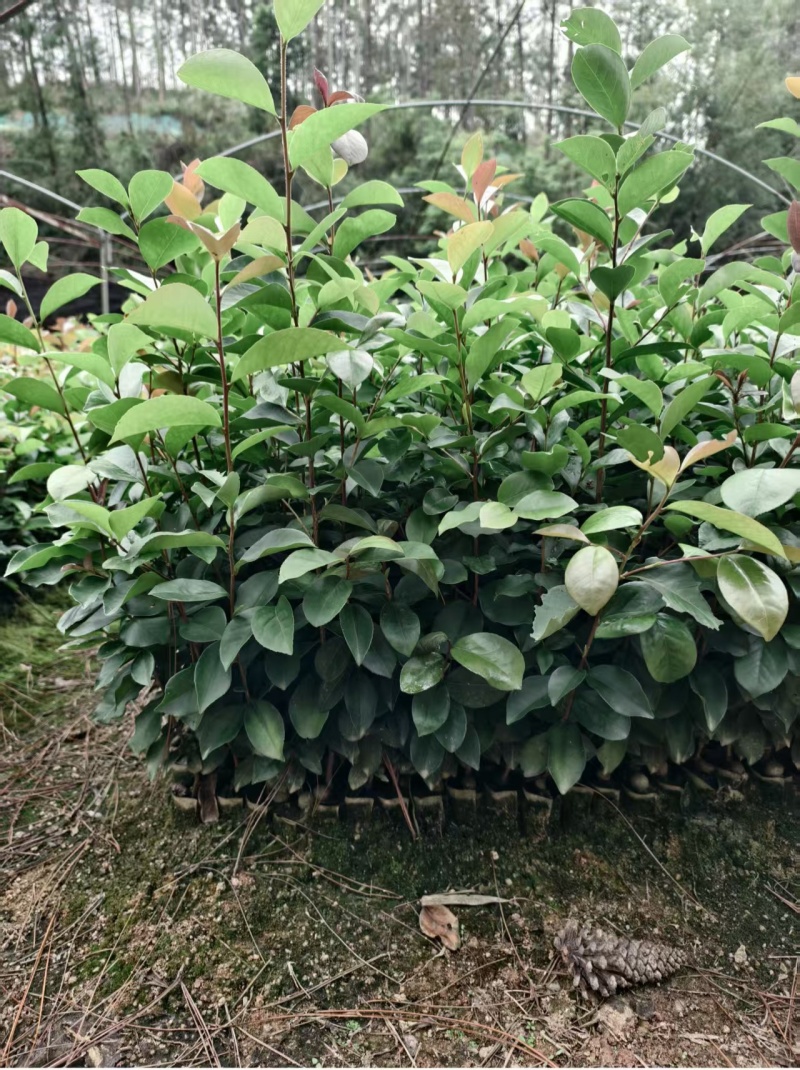 油茶苗基地批发保质保量杯苗成活率高