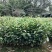 油茶苗基地批发保质保量杯苗成活率高