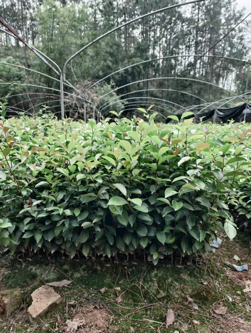 油茶苗基地批发保质保量杯苗成活率高