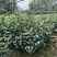 油茶苗基地批发保质保量杯苗成活率高