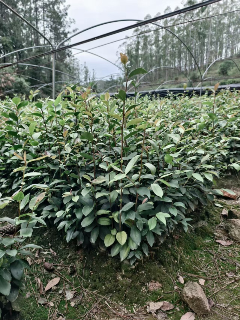 油茶苗基地批发保质保量杯苗成活率高