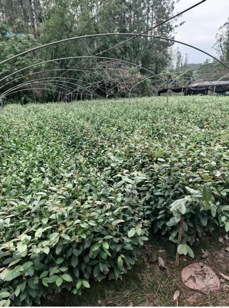 油茶苗基地批发保质保量杯苗成活率高