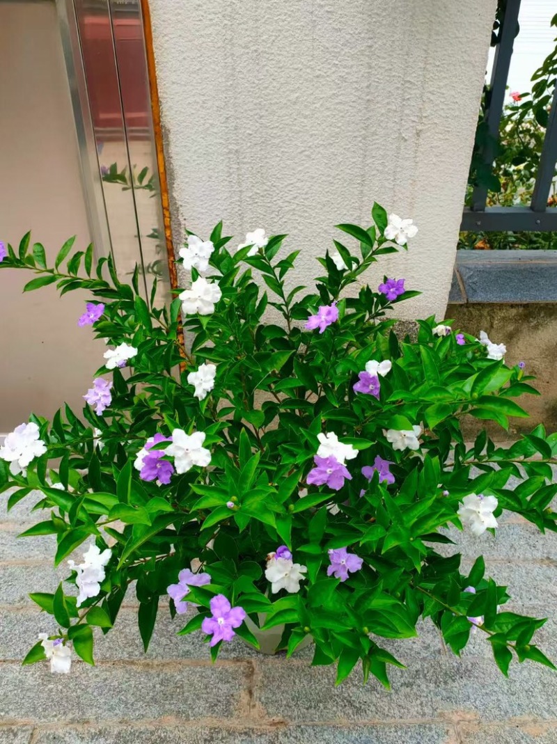 各规格双色茉莉，鸳鸯茉莉大量供应，欢迎选购