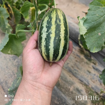 博洋91甜瓜出售