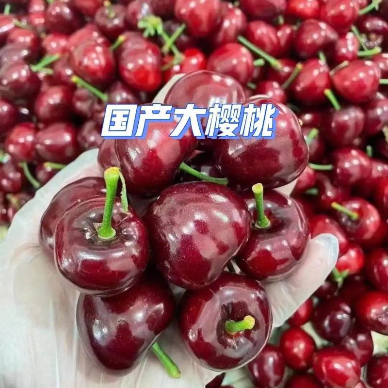 【一件代发】美早樱桃/山东樱桃/对接电商平台～团购～商超