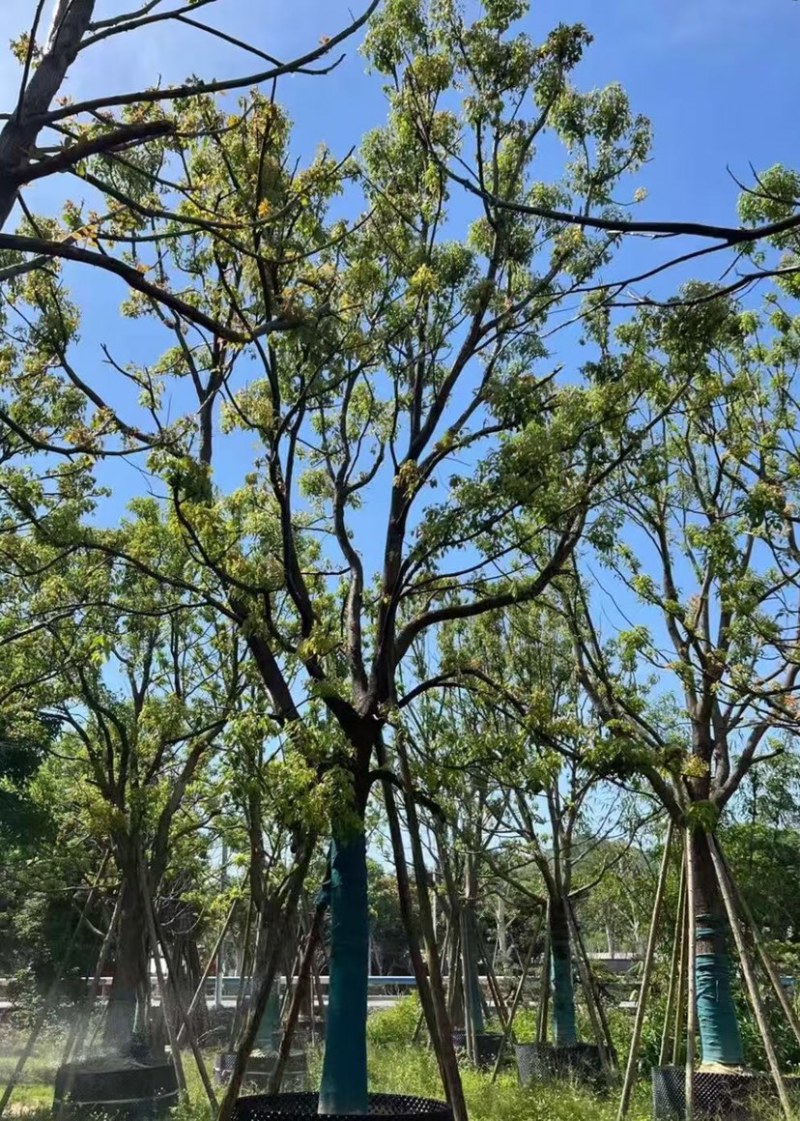 香樟大量低价出售