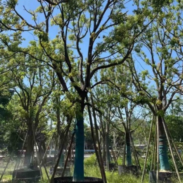 香樟大量低价出售