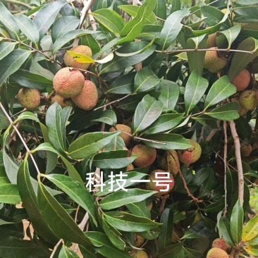 首批科技一号！现摘现发，数量有限