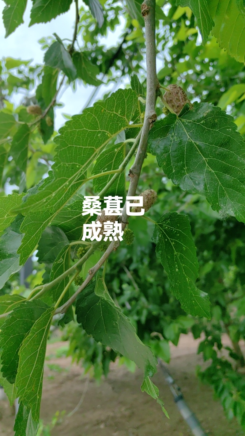 白桑葚，白桑椹，鲜桑葚地直供
