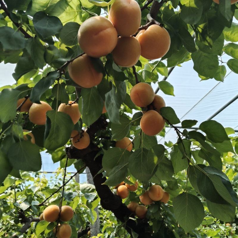 河南安阳内黄大棚金太阳杏大量上市