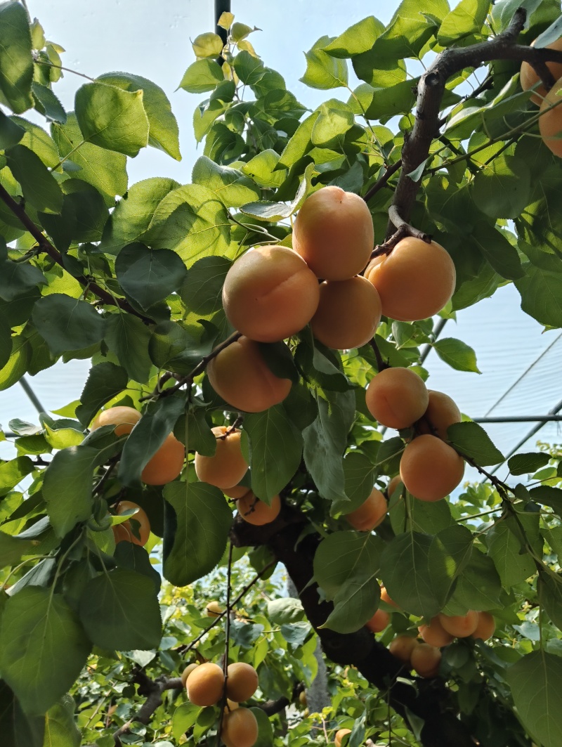 河南安阳内黄大棚金太阳杏大量上市