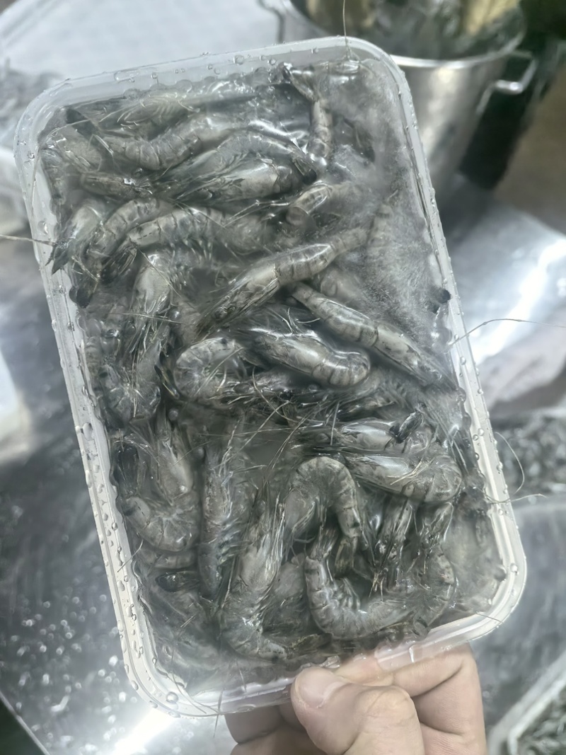小黑虎虾，小草虾，200克净重300克毛重