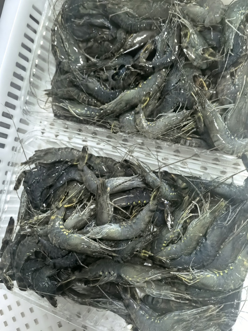 小黑虎虾，小草虾，200克净重300克毛重