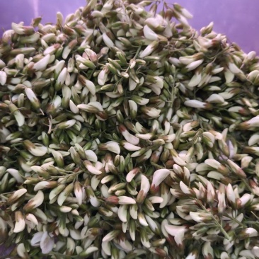 野生槐花舌尖美味乡村野菜