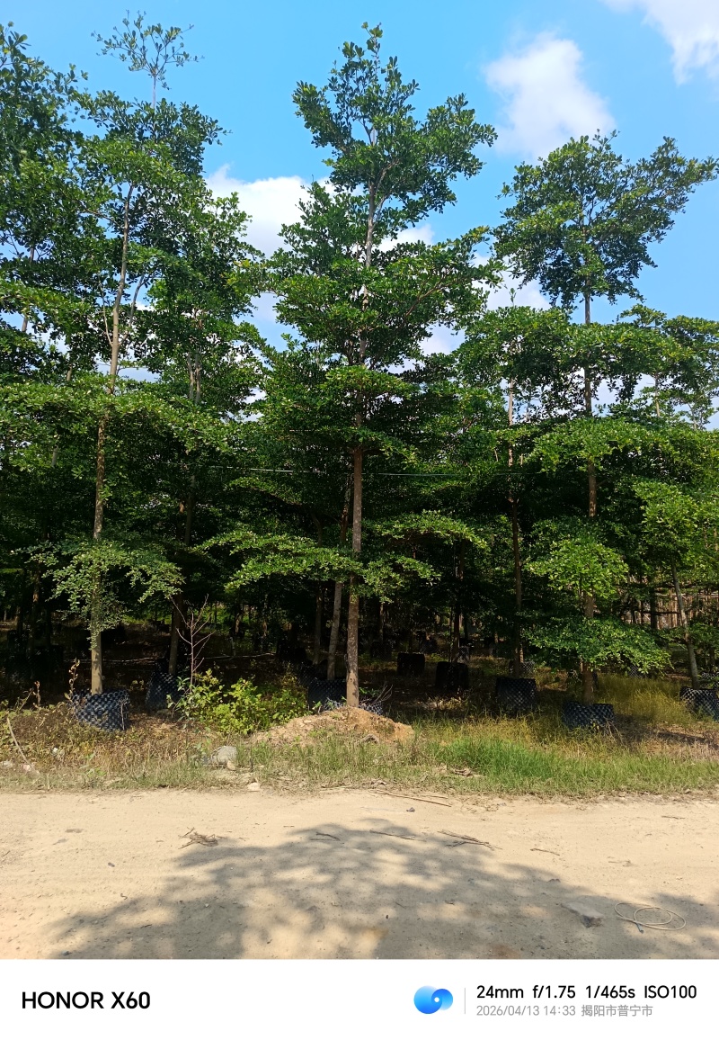小叶榄仁，普宁苗木基地，8--15公分