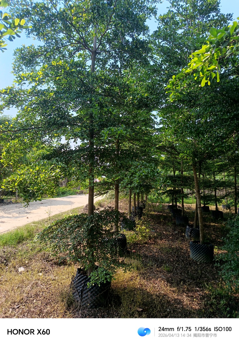 小叶榄仁，普宁苗木基地，8--15公分
