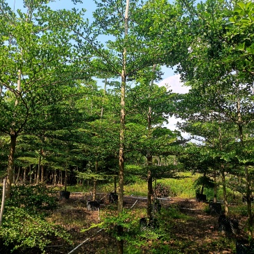 小叶榄仁，普宁苗木基地，8--15公分