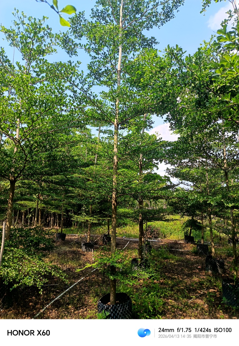 小叶榄仁，普宁苗木基地，8--15公分