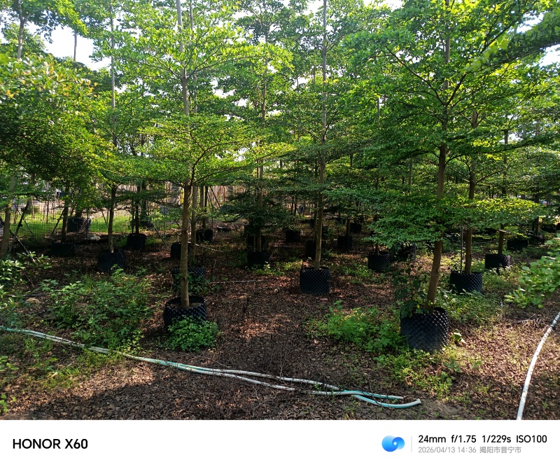 小叶榄仁，普宁苗木基地，8--15公分