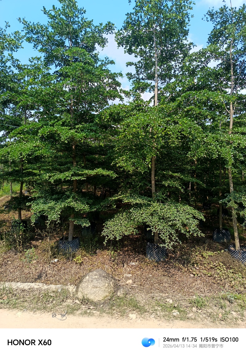 小叶榄仁，普宁苗木基地，8--15公分
