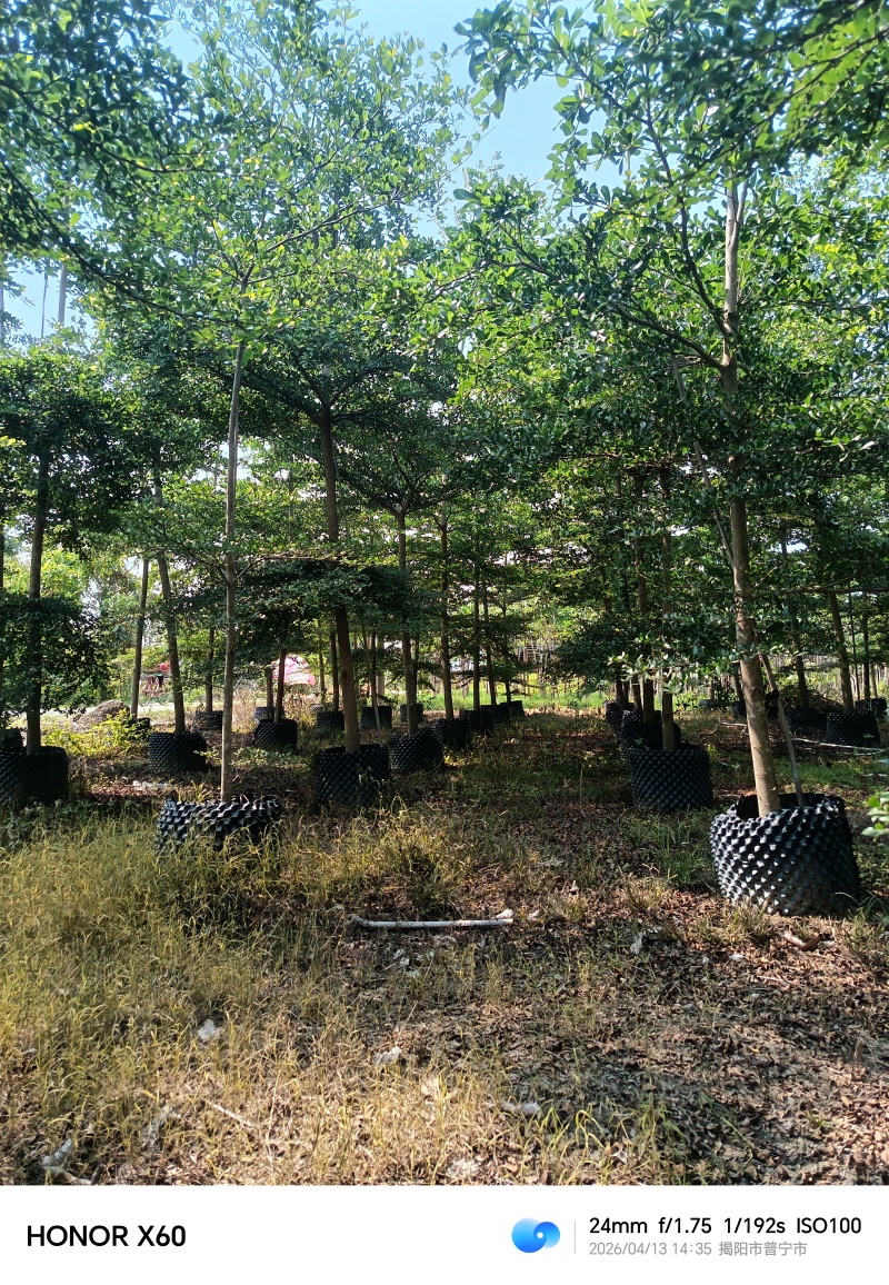 小叶榄仁，普宁苗木基地，8--15公分