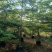 小叶榄仁，普宁苗木基地，8--15公分