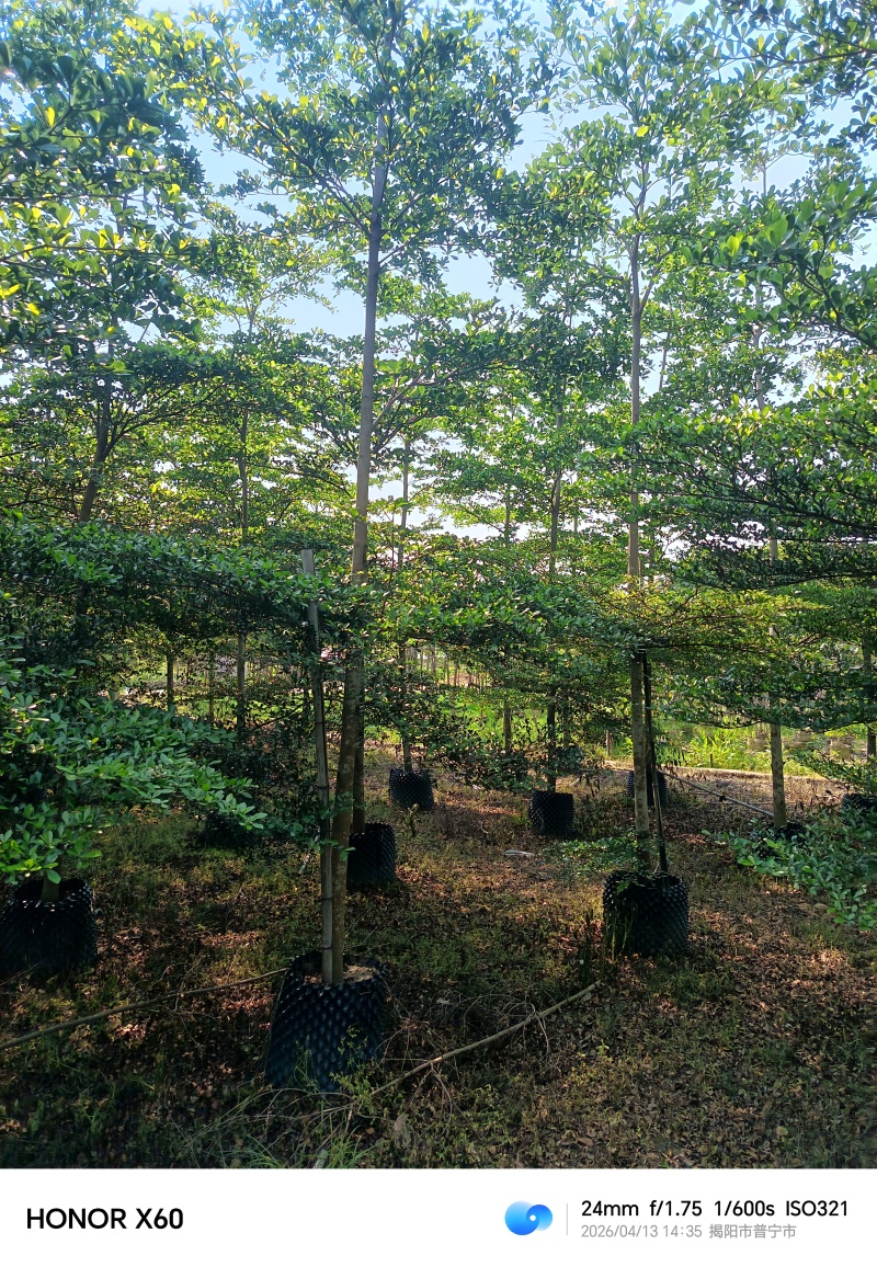 小叶榄仁，普宁苗木基地，8--15公分