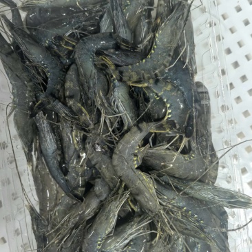 小黑虎虾，小草虾，200克净重300克毛重