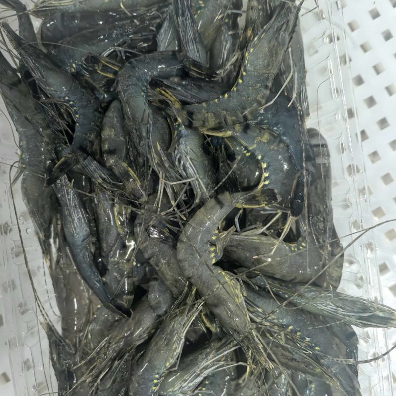 小黑虎虾，小草虾，200克净重300克毛重