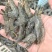 小黑虎虾，小草虾，500克一包，椒盐虾饼油炸