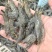 小黑虎虾，小草虾，500克一包，椒盐虾饼油炸