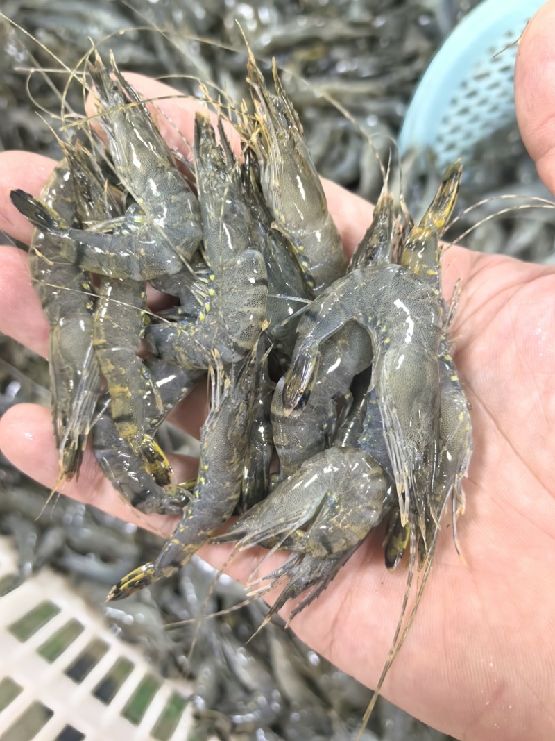 小黑虎虾，小草虾，500克一包，椒盐虾饼油炸