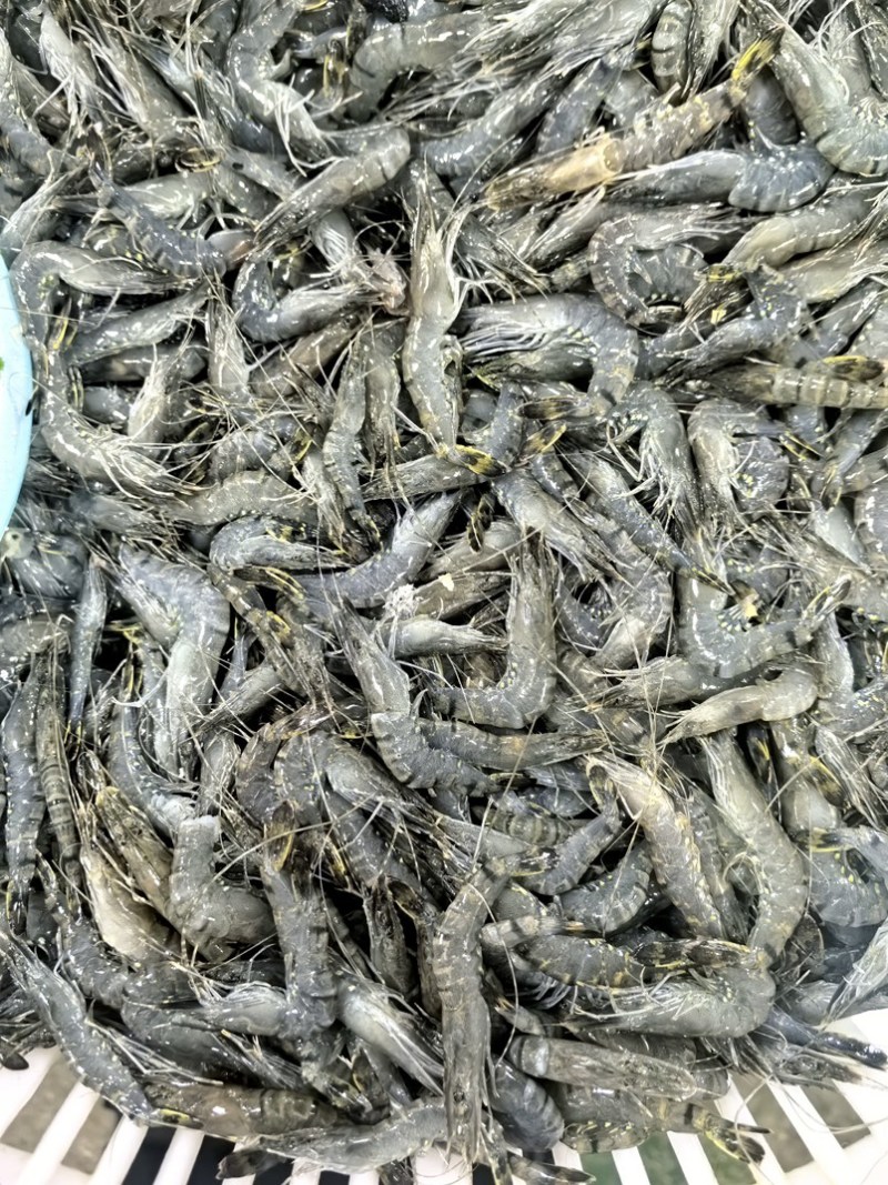 小黑虎虾，小草虾，500克一包，椒盐虾饼油炸