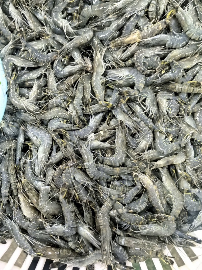 小黑虎虾，小草虾，500克一包，椒盐虾饼油炸