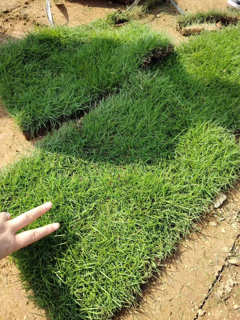 【精选】百慕大草坪优质草种成活率高品质优欢迎来电洽谈